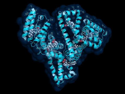Human serum albumin complexed with stearic acid, cartoon model with semi-transparent surface.