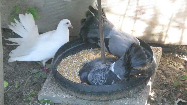 piccioni vario colore alla mangiatoia 