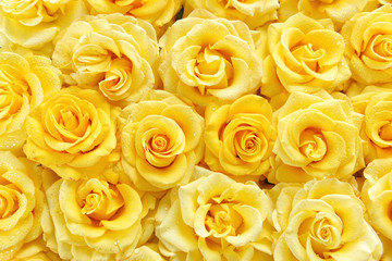 Surface of yellow beautiful roses in drops of dew. Background of roses. Screensaver, postcard.
