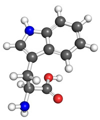Obraz premium Tryptophan molecule, ball and stick model