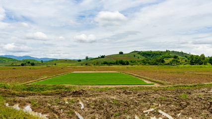 Rice field and cloud with mountain background, Thailand