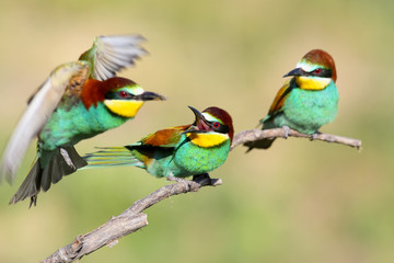 Bee eater