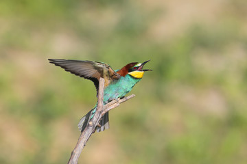 Bee eater