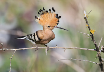 Hoopoe