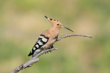 Hoopoe