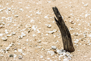 Hardwood core sand
