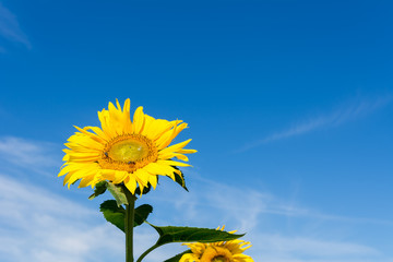 Blauer Himmel mit Sonnenblume 