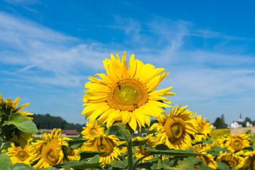 Fototapeta premium Grosse Sonnenblume im Vordergrund 