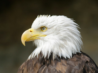 Seeadler 