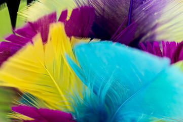 Close up shot of various colored feathers