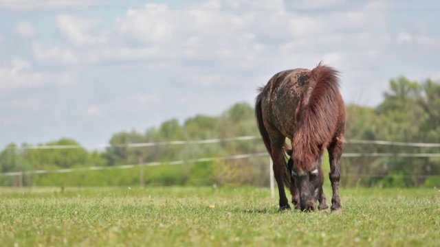 Poni grazes on the green grass