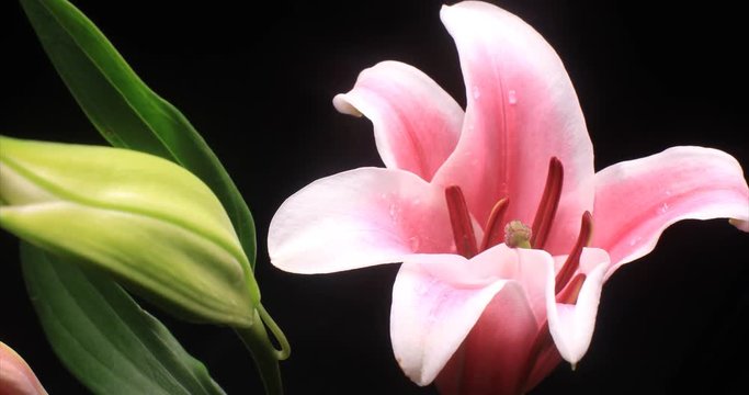 Lily flower bouquet opening time lapse blossom bud blooming on black background.