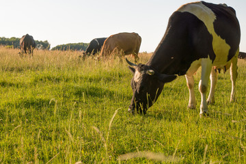 cows grazing on a green pasture