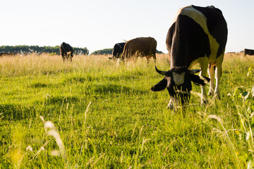 cows grazing on a green pasture