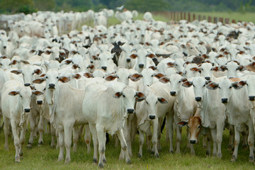Fazenda Jauquara MT