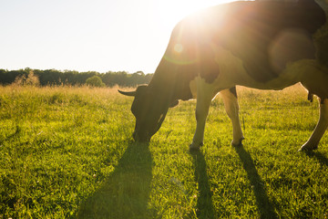 Backlit cow grazing in a field at sunset.