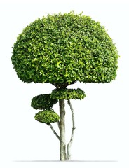 Fukien tea tree isolated, Carmona retusa (Vahl) Masam