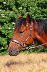 Fototapeta premium Portrait eines Quarter horse