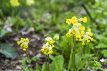 Primula veris, herbal plant with yellow flowers in garden, spring time in Poland.