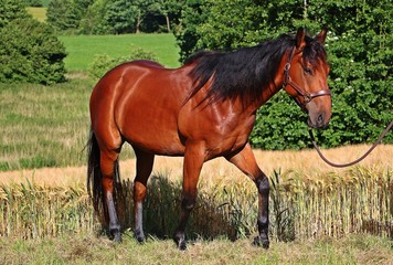 Portrait eines Quarter horse