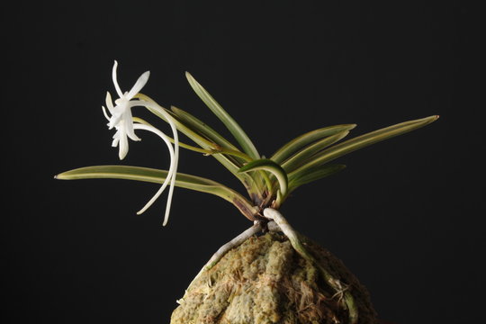 orchid flower Neofinetia falcata Gekkeian