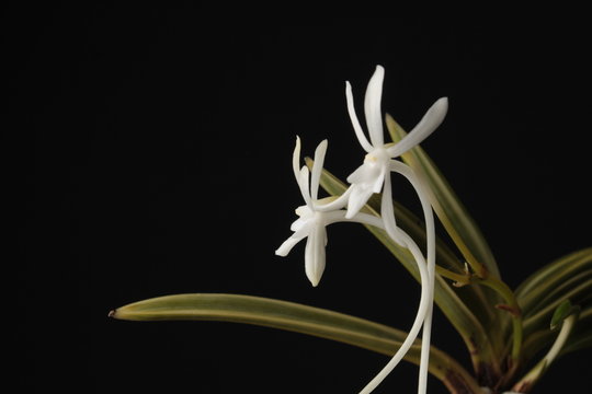 orchid flower Neofinetia falcata Gekkeian
