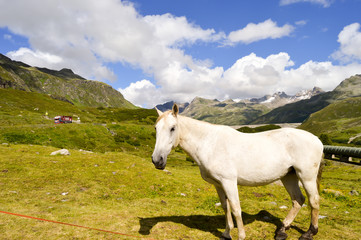 Obraz na płótnie Canvas Gray Horse in the Tyrol