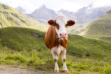 Brown and white cows