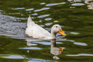 Pekin in Water