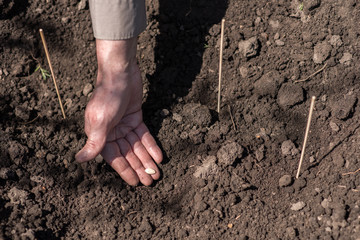 An elderly man planting seeds in the garden