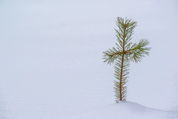 Obraz premium Small pine tree in snow landscape