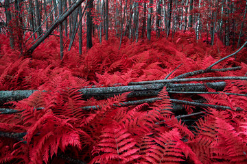Magical forest with a red fern and fallen trees