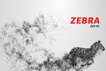 Fototapeta na wymiar Zebra, particle divergent composition, vector illustration. Silhouette of a zebra from particles.