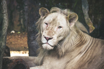 Lion sitting on wood table near a tree in the park and looking at the camera