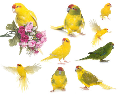 Red-crowned parakeet in studio