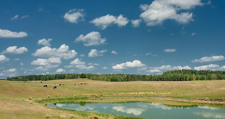 A small herd of black and white cows grazing peacefully past a small lake and above them a white cloud over the blue sky