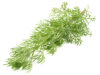 Eberraute - Colakraut