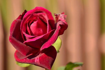 Róża (rose) - obrazy, fototapety, plakaty