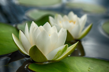 Lovely flowers White Nymphaea alba, commonly called water lily or water lily among green leaves and blue water