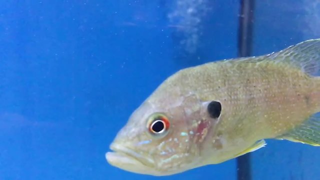 Barsche im Aquarium