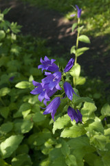 Bluebell