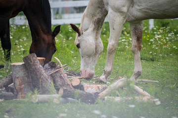 horses in a field