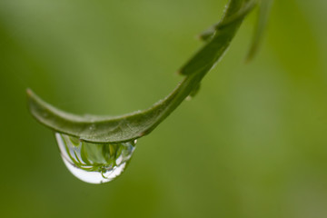Big, single drop of water hanging from grass blades, all in juicy green colors