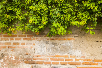 The green ivy on a stone wall, a beautiful background. Antigua Guatemala