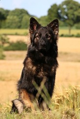 Schäferhund Portrait mit Kornfeld