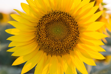 Obraz premium Girasole giallo al tramonto