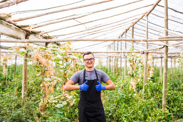 Young handsome man with okay gesture at his  vegetables business in a greenhouse