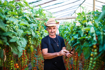 Obraz premium Mature man Farmer in greenhouse checking tomato plants via tablet and press the tachscreen online in greenhouse. Farmer check order online of costumers.