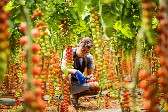 young man Farmer collects with scissors cherry tomatoes in the greenhouse tomatoes in the greenhouse vegetable background