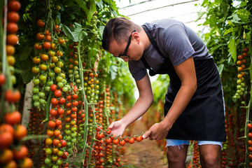 Farmer checking red cherry tomatoes harvest for collection in greenhouse